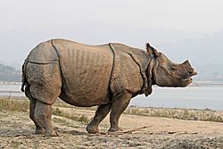 Archivo:Indian rhinoceros (Rhinoceros unicornis) 4