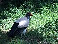 King Vulture (Sarcoramphus papa) at World of Birds, Hout Bay