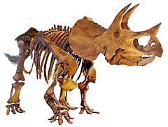 Archivo:LA-Triceratops mount-2