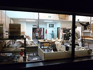 Archivo:Laboratorio del Museo Feruglio