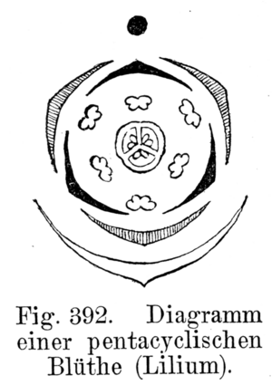 Archivo:Lilium Blütendiagramm