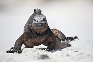 Archivo:Marine Iguana - Galapagos (32940568808)