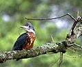Megaceryle torquata-2