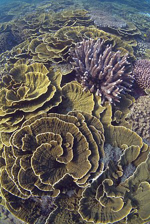 Montipora coral, Arthur Bay, Magnetic Island, January 2016.jpg