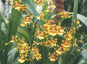 Archivo:Oncidium spacelatum1