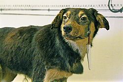 Archivo:One of Pavlov's dogs