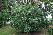 Orage jasmine shrub.JPG