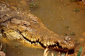 Archivo:Orinoco Crocodile (Crocodylus intermedius) (35279140461)
