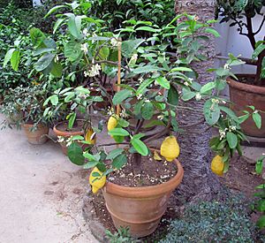 Archivo:Orto botanico, fi, serra fredda, citrus medica