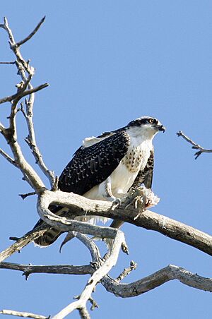 Archivo:Osprey Morro Strand Beach