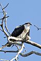 Osprey Morro Strand Beach