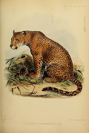 Archivo:Panthera onca hernandesii