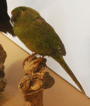 Archivo:Pezoporus wallicus Göteborgs Naturhistoriska Museum 01