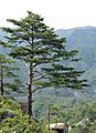 Pinus densiflora Kumgangsan