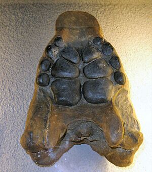 Archivo:Placodus gigas 3