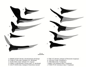 Archivo:Pteranodonts