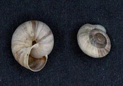 Pyrenaearia carascalensis - Shells 2.jpg