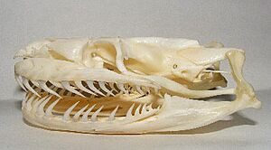 Archivo:Python skull