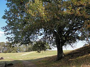 Archivo:Quercus kelloggii Las Trampas