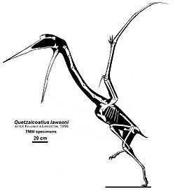 Archivo:Quetzalcoatlus lawsoni Skeletal