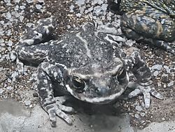 Rhinella atacamensis picture.jpg