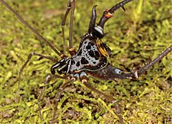 Sadocus dilatatus (10.3897-zookeys.1025.57806) Figure 9 (cropped-D).jpg