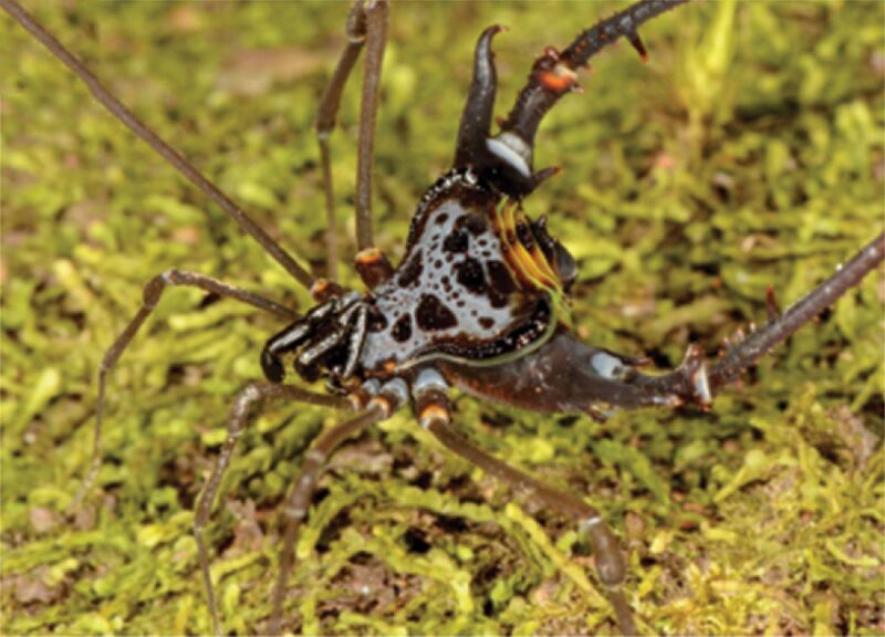 Sadocus dilatatus (10.3897-zookeys.1025.57806) Figure 9 (cropped-D)