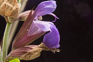 Archivo:Salvia officinalis Closeup