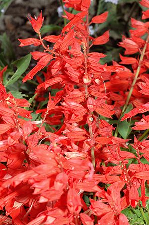 Archivo:Salvia splendens - blossoms (aka)