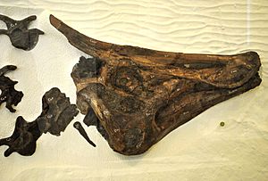 Archivo:Saurolophus osborni
