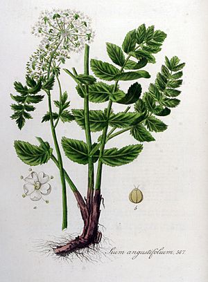 Archivo:Sium angustifolium — Flora Batava — Volume v8
