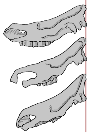 Archivo:Skulls of .woolly rhino