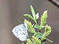 Spring Azure
