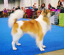Thai Bangkaew Dog
