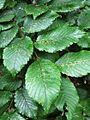 Ulmus x hollandica (unknown cultivar). Woodvale Crematorium, Lewes Road, Brighton (1)