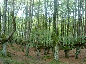 Archivo:Urkiola, bosque de hayas