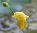 Utricularia gibba Flora