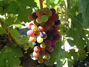 Archivo:Veraison Cabernet Sauvignon