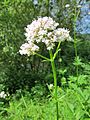 20130628Valeriana officinalis1