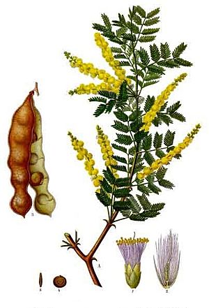 Archivo:Acacia senegal - Köhler–s Medizinal-Pflanzen-004