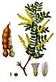 Acacia senegal - Köhler–s Medizinal-Pflanzen-004