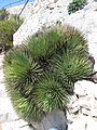 Agave stricta Eze