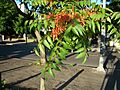 Ailanthus altissima detalle