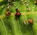 Aphis nerii parasitized