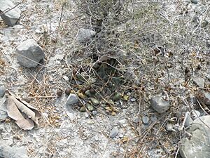 Archivo:Aroiocarpus trigonus (5686112875)