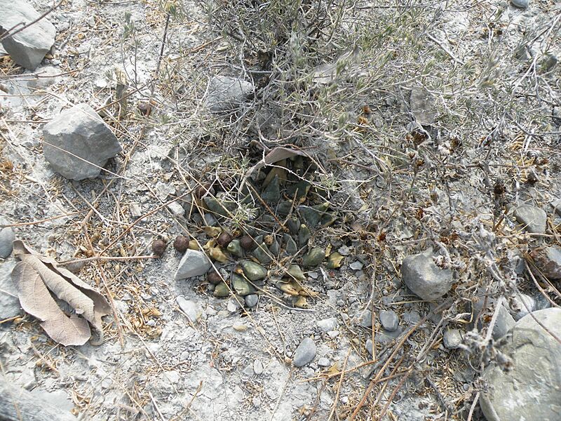 Aroiocarpus trigonus (5686112875)