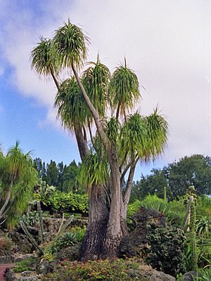 Archivo:Asparagaceae - Beaucarnea recurvata Miami 1