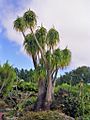 Asparagaceae - Beaucarnea recurvata Miami 1