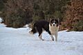 Border Collie Azul tricolor (Bryanna, Los Baganes Border Collie)