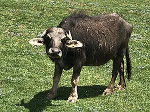 Archivo:Bubalus bubalis - Water buffalo 06